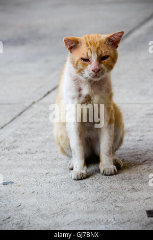 Fotografia di un ferito e triste street cat Foto Stock