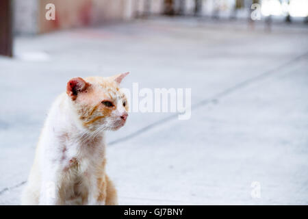 Fotografia di un ferito e triste street cat Foto Stock