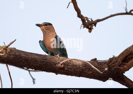 Rullo indiano (Coracias benghalensis) appollaiato su un ramo Foto Stock