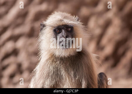 Indiano langurs grigio o Hanuman langurs Monkey (Semnopithecus entellus) fissando la telecamera Foto Stock