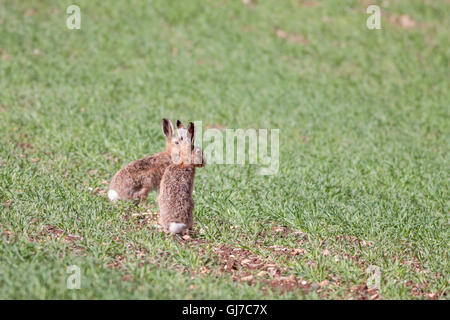 Due comunità o marrone lepre (Lepus europaeus) in un campo a guardare per i predatori Foto Stock