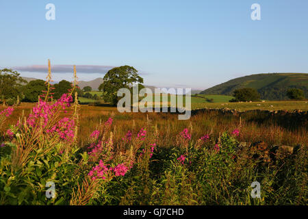 Rosebay Willowherb crescente lungo la strada nella valle di Greta, Lago Distirict, Cumbria, Inghilterra Foto Stock