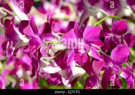 Viola Denerobium Orchidee (Dendrobium ibride) nel giardino tropicale. Foto Stock