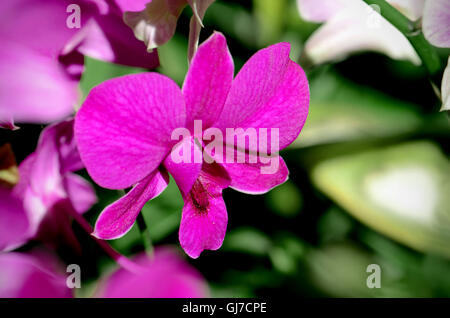 Viola Denerobium Orchidee (Dendrobium ibride) nel giardino tropicale. Foto Stock