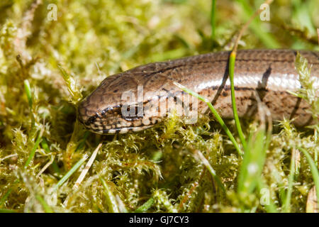 In prossimità della testa di un giovane slow worm (Anguis fragilis) Foto Stock