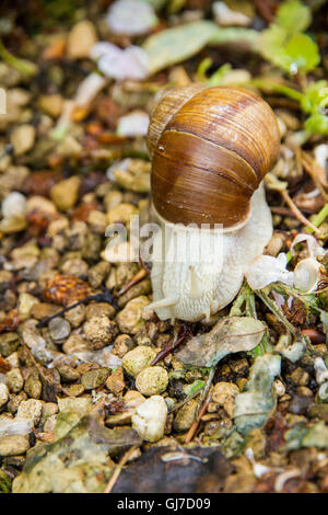 Roman, Burgundian o Lumache commestibili (Helix pomatia) o escargot un grande europeo commestibili va a passo di lumaca. Si tratta di un terrestrial pulmonate gastr Foto Stock