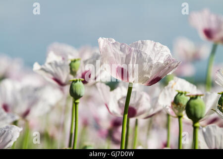 Papavero, Papaver somniferum coltivate per la produzione di medicinali oppiacei Foto Stock