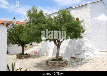 Alberi di ulivo nel cortile greco Foto Stock