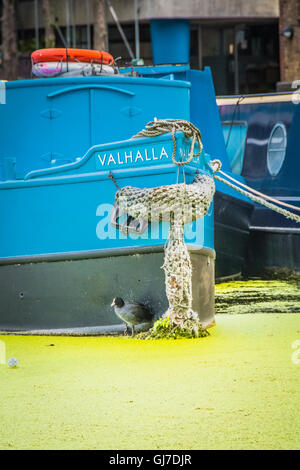 Primo piano di una chiatta canale blu e Coot (Fulica) circondato da fitte fioriture algali verdi, Battlebridge Basin Kings Cross, Londra, NW1, Inghilterra, Regno Unito Foto Stock