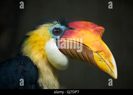 Sunda stropicciata hornbill (Aceros corrugatus). Foto Stock