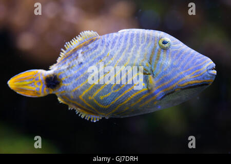 Orange-rigato pesci balestra (Balistapus undulatus). Foto Stock