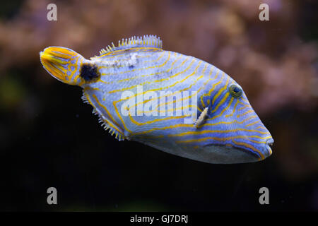 Orange-rigato pesci balestra (Balistapus undulatus). Foto Stock