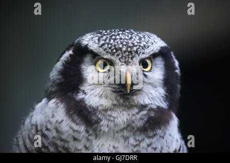Northern hawk-civetta (surnia ulula). Foto Stock