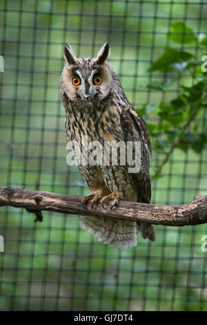 Gufo comune (Asio otus) a Decin Zoo in Boemia settentrionale, Repubblica Ceca. Foto Stock