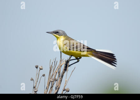 Maschio di palissonatura wagtail giallo (Motacilla flava) a prato estivo. Vicino a Mosca, Russia Foto Stock