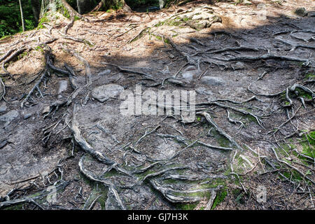 Foto della foresta in Costa che percorso di viaggio per il Monte Hoverla Foto Stock