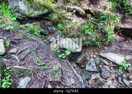Foto della foresta in Costa che percorso di viaggio per il Monte Hoverla Foto Stock