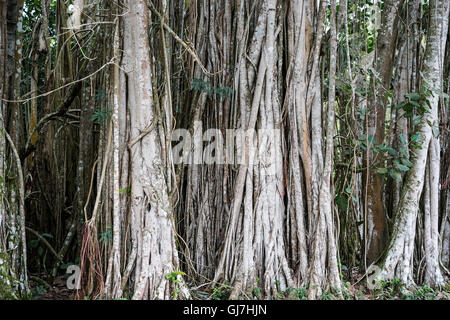 Banyan Tree growes in Cuba tropicale Foto Stock