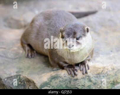 Piccoli artigli otter giacente sulla pietra. Nome latino Amblonyx cinerea. Foto Stock