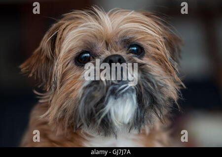 Vecchio Shih Tzu cane ritratto Foto Stock