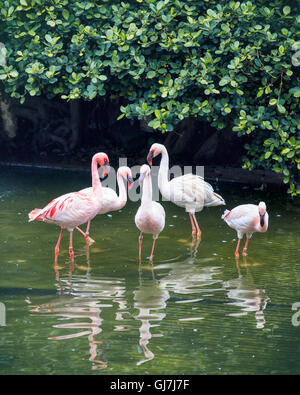 Animale selvatico in natura Foto Stock