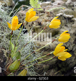 Dolce profumata Orchidea Lycaste - Lycaste aromatica dall America Centrale Foto Stock