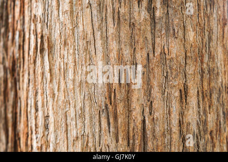 Teak di corteccia di albero texture Foto Stock
