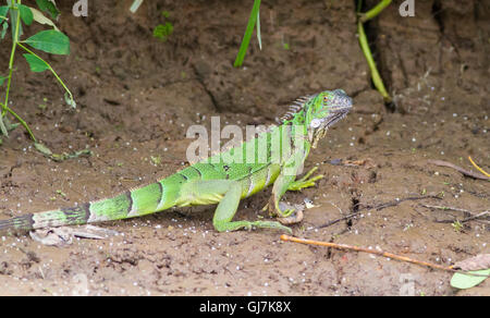 I capretti Iguana,su una riva di un fiume, Costa Rica Foto Stock