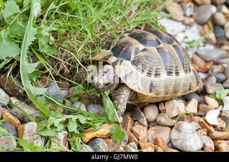 Sperone mediterraneo-thighed tartaruga (Testudo graeca). Allevati in cattività i giovani. Alimentazione su raccolte di erbaccia foglie di tarassaco. Foto Stock