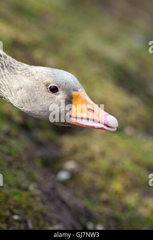 Western Graylag Goose (Anser anser). Testa. Abbassata in una minaccia la postura. Bill leggermente aperto rivelando le lamelle bordi alla mandibola Foto Stock