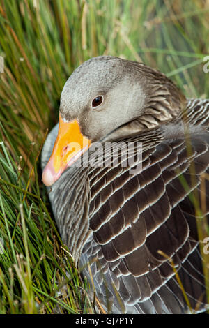 Graylag Goose (Anser anser). Il nido tra i giunchi (Juncus sp. ). Broadland. Norfolk. Regno Unito. Foto Stock