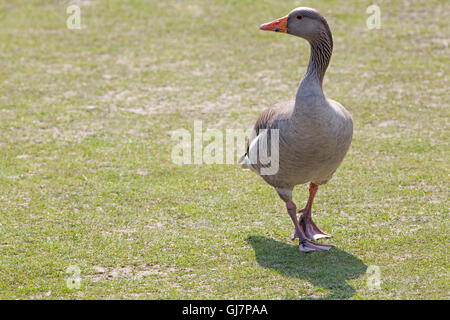 Western Graylag Goose (Anser anser). Foto Stock