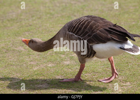 Graylag Goose (Anser anser). Alta intensità minaccia la postura. Foto Stock