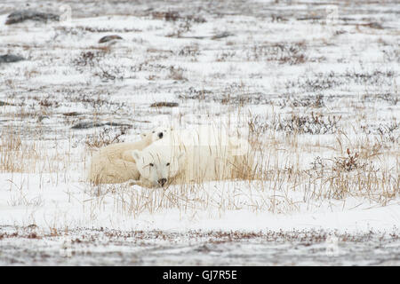 Madre di Orso Polare con cub Foto Stock