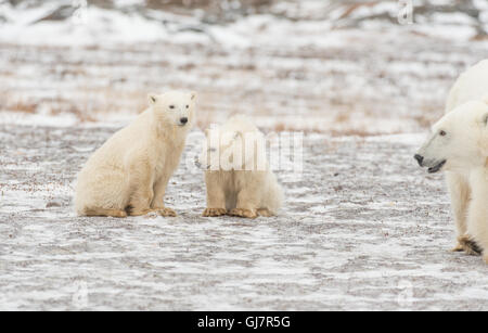 Due Polar Bear cubs con la madre Foto Stock