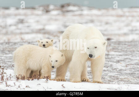 Madre di orso polare con i suoi due cuccioli Foto Stock