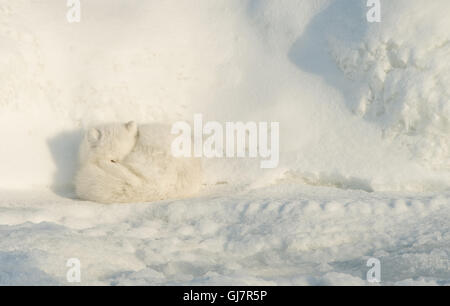 Arctic Fox avvolto a ricciolo in stato di stop in Snow Drift Foto Stock