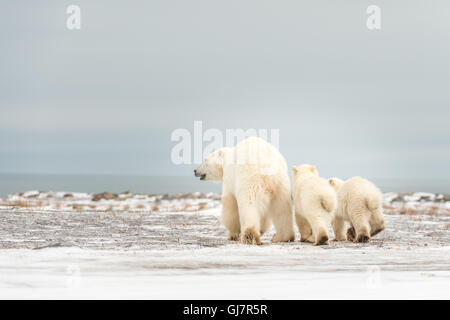 Madre di orso polare con i suoi due cuccioli a piedi Foto Stock