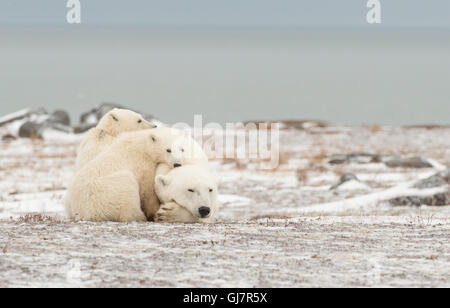 Madre di orso polare con i suoi due cuccioli Foto Stock