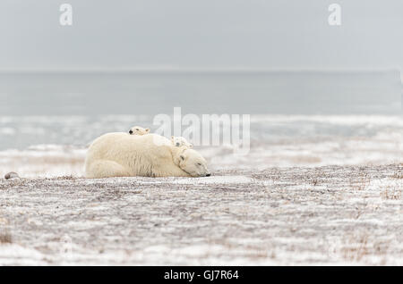 Madre di orso polare con i suoi due cuccioli che dormono tranquilli sulla sua schiena Foto Stock