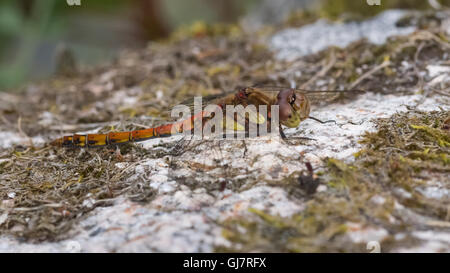 Common Darter maschio, nuovo mulino Abbazia di stagno, Dumfries and Galloway, Scotland, Regno Unito Foto Stock