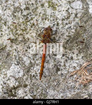 Common Darter maschio, nuovo mulino Abbazia di stagno, Dumfries and Galloway, Scotland, Regno Unito Foto Stock