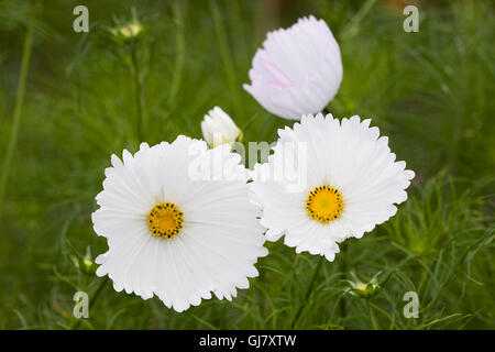 Cosmos bipinnatus "cupcake" bianco fiori. Foto Stock