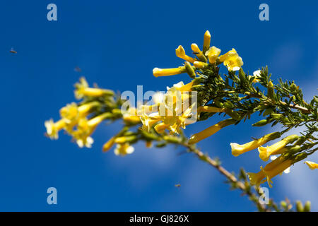 La Cantuta, il fiore sacro degli Incas e fiore nazionale del Perù shot all'aperto in condizioni soleggiate Foto Stock