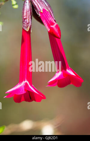 La Cantuta, il fiore sacro degli Incas e fiore nazionale del Perù shot all'aperto in condizioni soleggiate Foto Stock