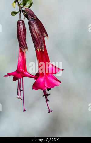 La Cantuta, il fiore sacro degli Incas e fiore nazionale del Perù shot all'aperto in condizioni soleggiate Foto Stock