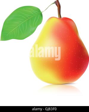 Realistico pera matura Illustrazione Vettoriale