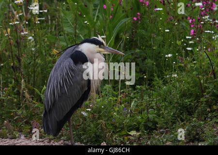 Airone cinerino (Ardea cinerea) Foto Stock