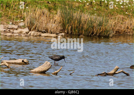 Spotted Redshank (Tringa erythropus) Foto Stock