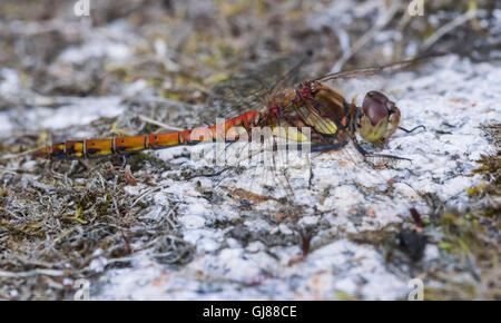 Common Darter maschio, nuovo mulino Abbazia di stagno, Dumfries and Galloway, Scotland, Regno Unito Foto Stock